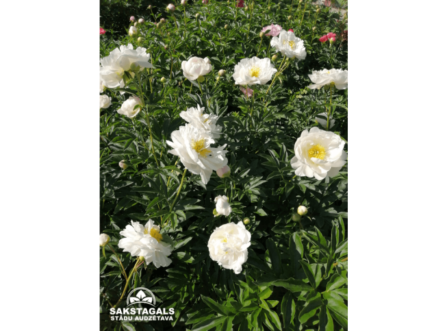 Paeonia lactiflora   'Miss America'